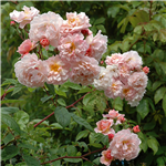 CORNELIA (Historic) (Hybrid Musk)